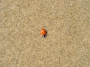 5.14.06 Indian Beach Mother's Day 098 